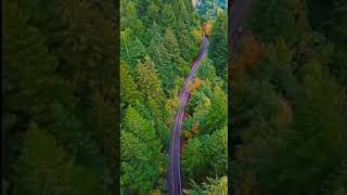 Drönare - Väg och höst i skogen i Oregon i USA (#Shorts)