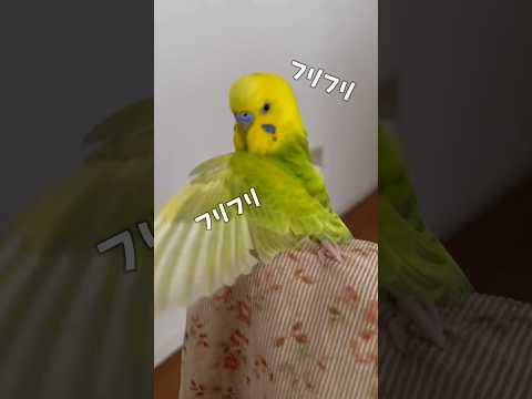 インコを飼いならす方法は？信頼を得る 4 つのヒントとコツ  庭園
