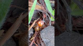 Cupim GIGANTE explorando o terreno! Bem te vi cantando no fundo! #insetos