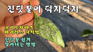 [고추]를 싹둑 잘라버렸습니다 진딧물 쉽게 찾아내는 방법/오이모자이크바이러스 대처법