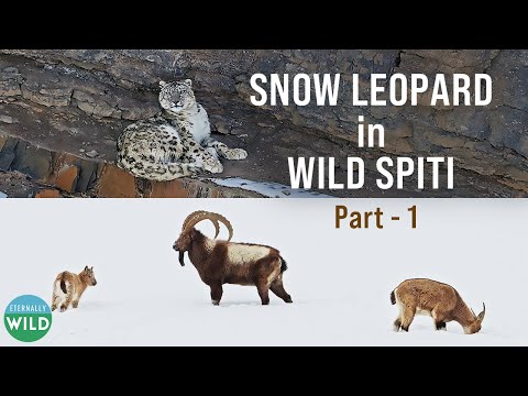Snow Leopard in Wild Spiti