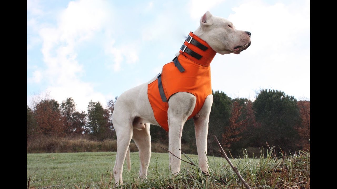 RONDA - Protección para perros de caza -