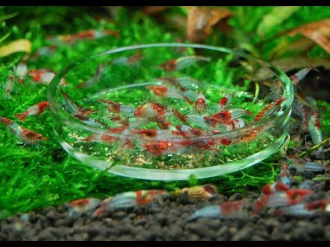 Watch Video on YouTube