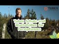 Tubex Schutz- und Wuchshüllen für Forstpflanzen - Vorteile und Anwendung