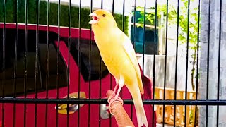 Download lagu Canary Best Song For Canary chirping training #6 mp3 Download lagu Canary Best Song For Canary chirping training #6 mp3