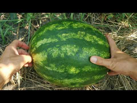 Кавун АТАМАН F1 / ATAMAN F1 —  Hazera