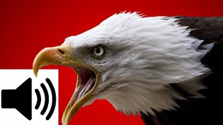 Download lagu EPIC EAGLE SOUND mp3 Download lagu EPIC EAGLE SOUND mp3