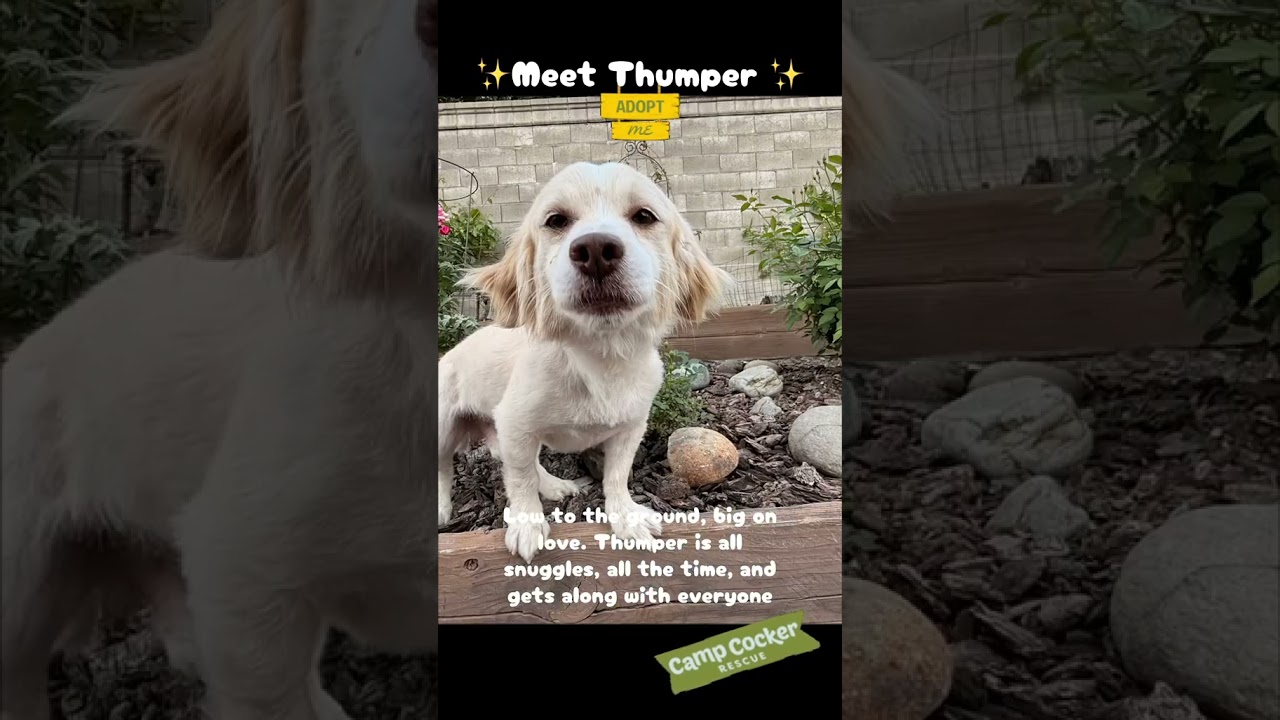 Enlarge Thumper, a Adoptable mixed breed in South San Francisco, CA video 5/6
