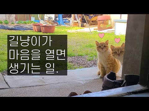 매일 아침 문앞에서 기다리는 호랑이형님들