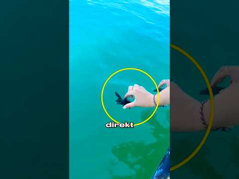 En Büyük Hata: Yardım Etmek! 🤯🐢