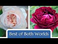 Reblooming Old Garden Roses