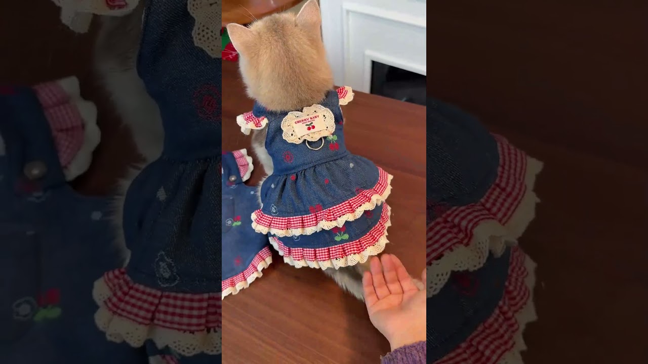 [Giipet] え、なにこれ…可愛すぎる#猫のいる暮らし #猫#猫のいる生活 #fyp #可愛い #猫好きさんと繋がりたい #猫好き #fypシ