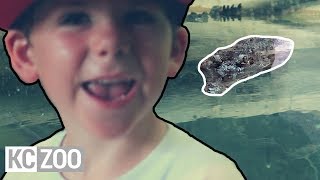 Let's Not Get Eaten at the Kansas City Zoo