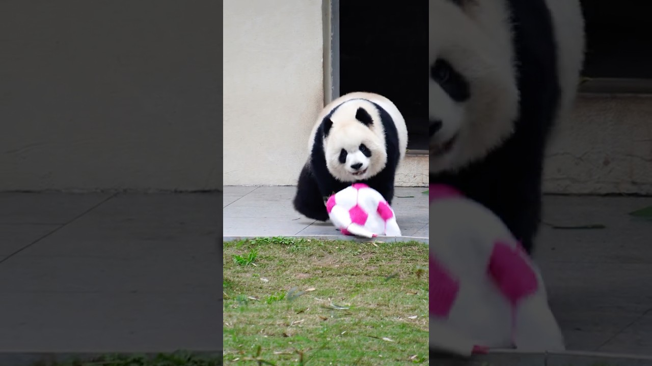 Giant #panda Yu Ai Makes a Dashing Entrance with Her Ball#cutepanda #funny #funnyvideo