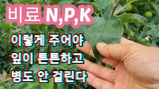 (비료) 잎 튼튼하게N,P,K이렇게 주어야 된다