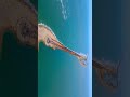 Drone View of Danushkodi Rameshwaram// #snippetshots #danushkodi #rameshwaram