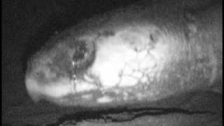 preview picture of video 'Anidación y Eclosión de Tortuga Marina/ Sea Turtle Nesting & Hatching.mp4'