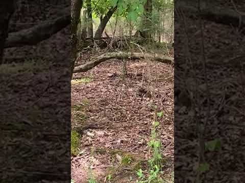 video of deer