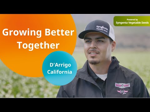 Syngenta and D'Arrigo California Romaine Lettuce Success Story