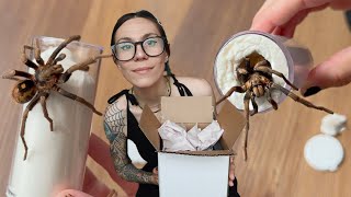 New BR33Ding Project!.. Unboxing RARE(ish) Mature Male Tarantula ~ Hapalopus vangoghi