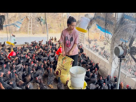 , title : 'Chicken care, corn harvesting, barn cleaning, country life'