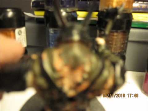 LOTR Warhammer Miniatures-How to paint a Mordor Troll