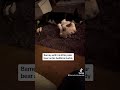 Barney The Tv Border Collie Chose His Toy Polar Bear As His Bedtime Buddy Tonight