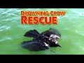 Drowning Crow Rescue - Crow? Raven? Rook? We save their life!