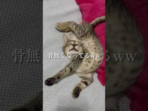 猫さん骨はどこ行ったの！？wwww