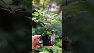 新緑の桜のマグカップミニ盆栽 夏前の手入れ #bonsai #盆栽 #garden #ガーデニング #gardening
