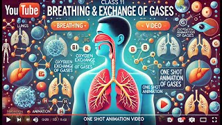 CBSE Class 11 || Biology || Breathing and exchange of gases || Animation || in English