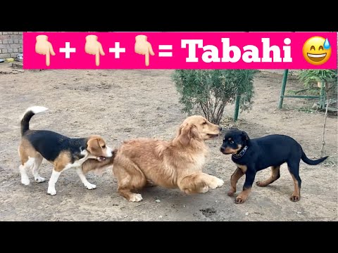 J.Thor, Khushi, ena mena sath = Tabahi😱🔥