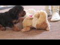Yorkiepoo dogs for sale: Jullie - Video 1