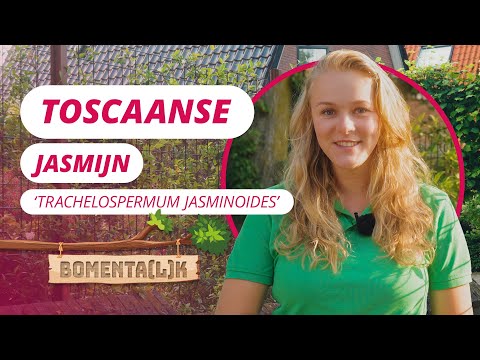 De witte Toscaanse jasmijn! | BOMENTA(L)K #113