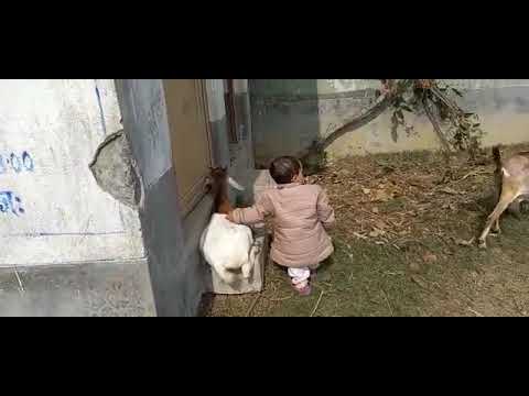 Insiya playing with goat.#viralvideo #animals#cute baby