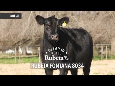 RUBETA FONTANA 8034 -  LOTE 31