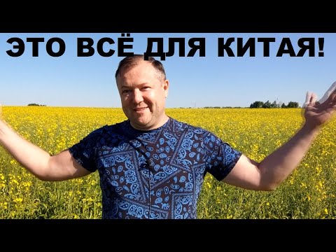 РУССКИЕ ПОЛЯ СЛУЖАТ КИТАЮ! ПОСМОТРИТЕ, СКОЛЬКО РАПСА ВЫРАЩИВАЮТ НА МЕСТЕ ПШЕНИЦЫ!