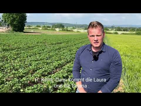 Die Annabell ist eine Frühkartoffel - Angersteiner Bauernhof