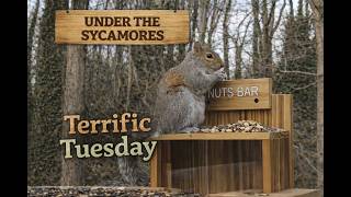 Bird and Squirrel Feeder - Under the Sycamores- Charlotte, North Carolina - #birdfeeder #birds
