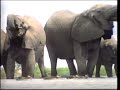The Waterhole African Wildlife Full Documentary