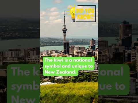 The Kiwi Bird: New Zealand’s National Icon