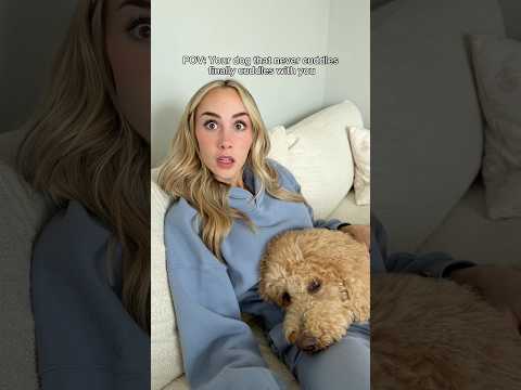 Nobody move. Better yet.. nobody breathe #dogs #dogcomedy