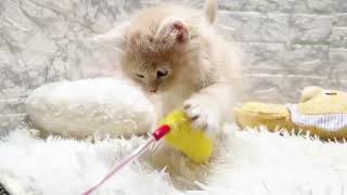 サイベリアンの動画01