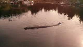 preview picture of video 'Trapped spermwhale - Norway, Oygarden, Rongesund.'