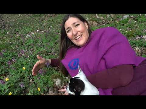 Magical soul plants of spring - Dog's mercury - Liverwort - Corydalis - Botany