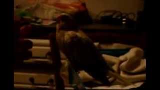 Repas de mes bébés Calopsitte EAM  .  Ladie 27 jrs et Junior 25 jrs