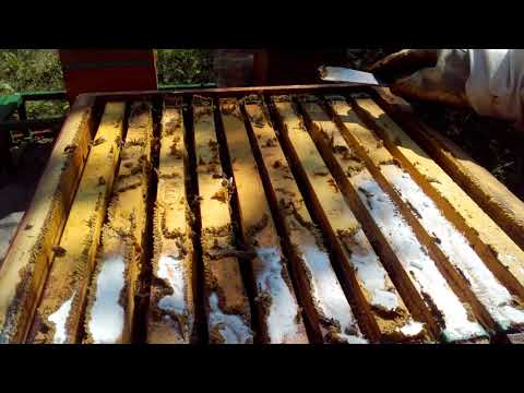 Сваляне на мрежите с прополис