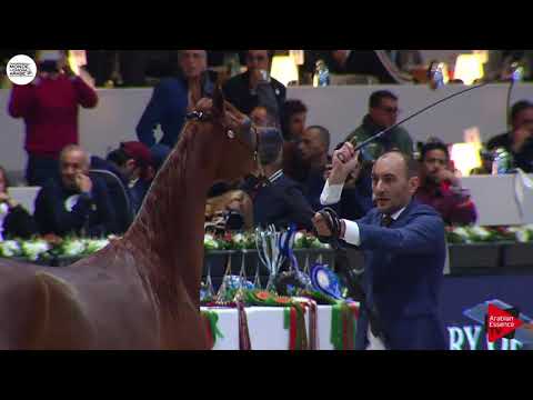 N.29 A VISION MI - Paris 2018 - Junior Fillies (Class CM 2A)