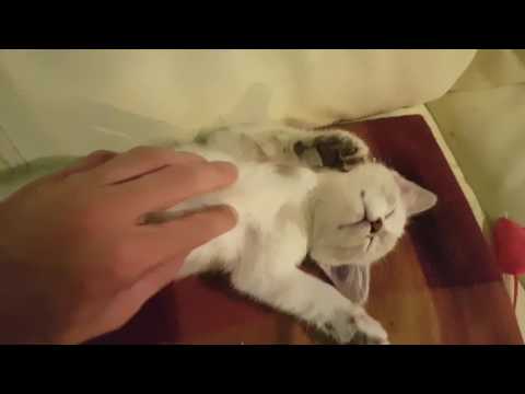 Comment bien caresser sa chatte