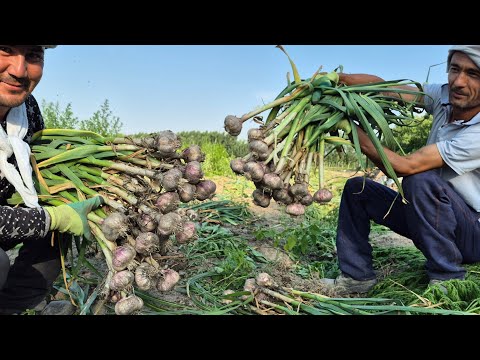🧄 Чеснок  бўворди. Chesnok bo'vordi.
